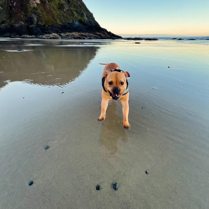 dog playing at the beach