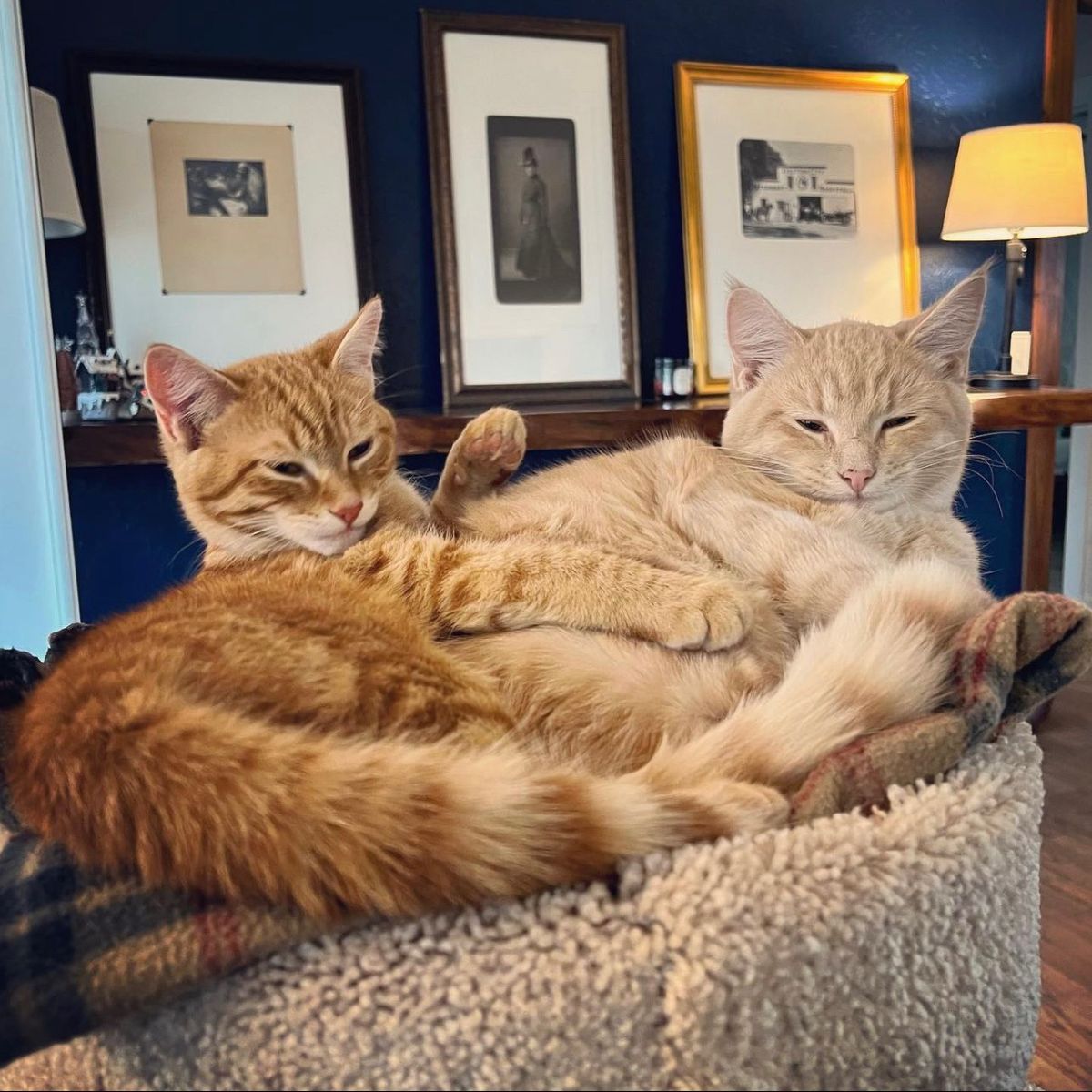 Two orange cats