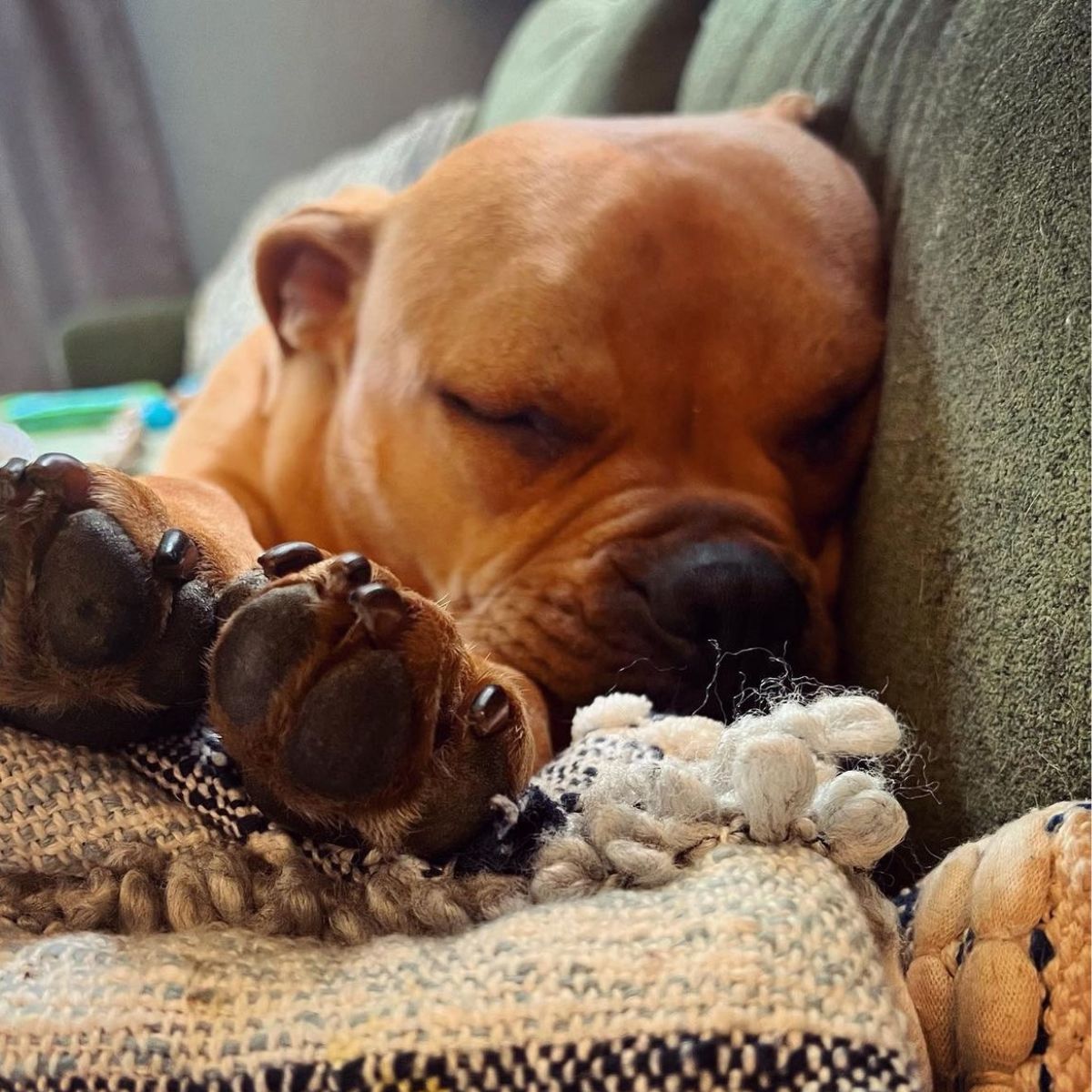 dog sleeping on a couch