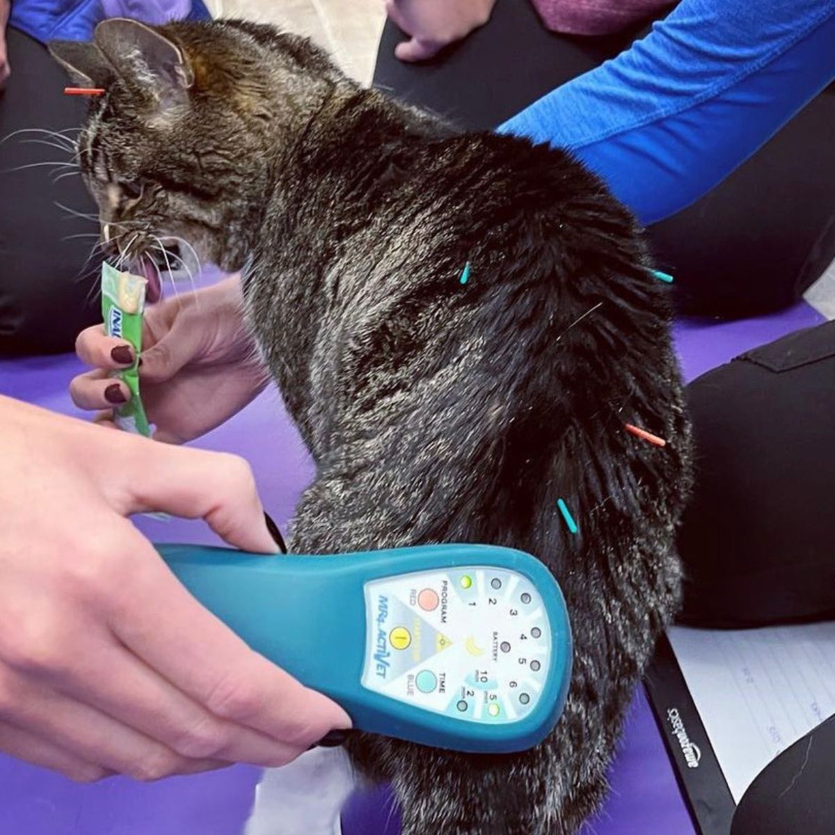 a veterinarian examining and feeding a cat