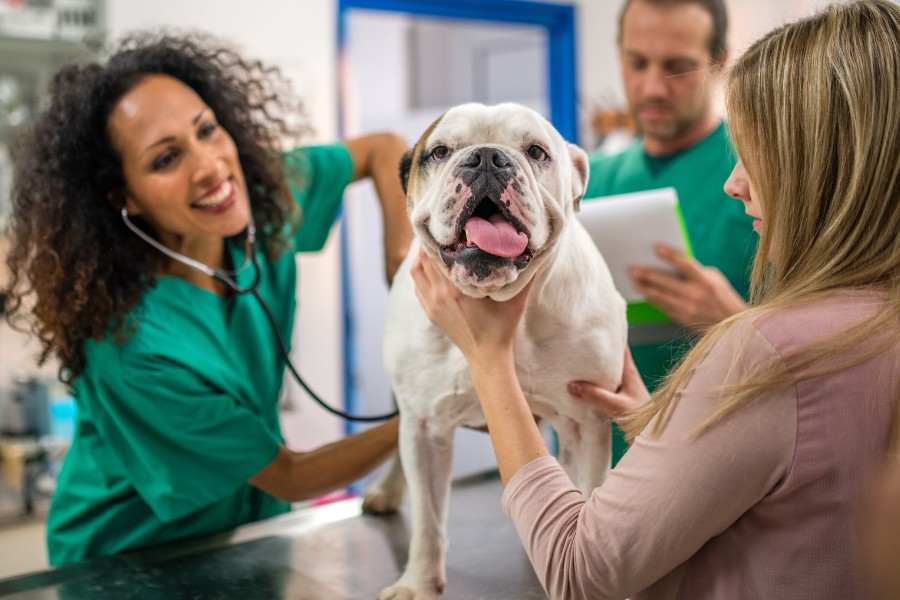 A woman holding a dog's mouth during a vet examination