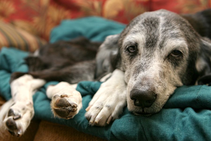 A dog rests comfortably on a couch