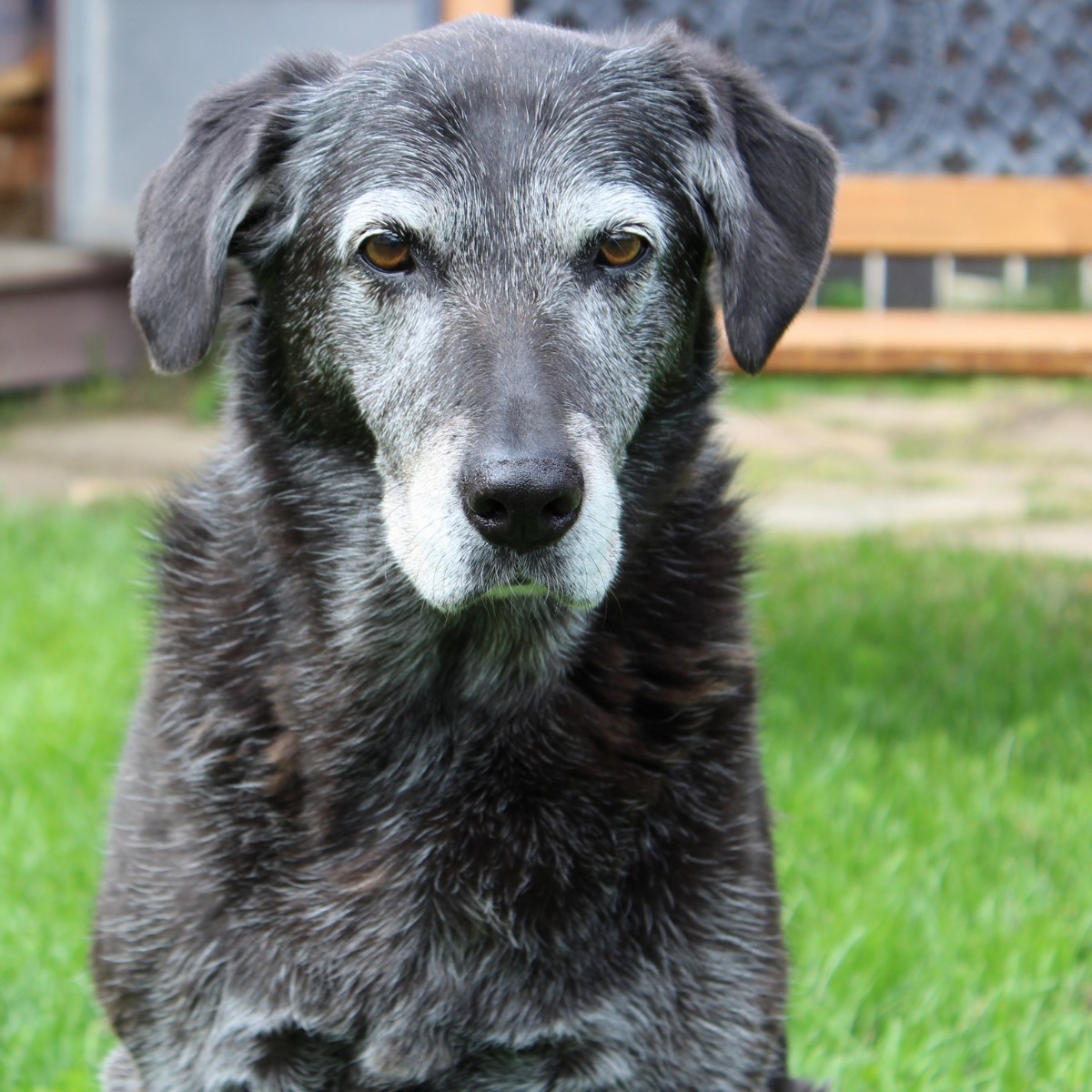 A dog sitting peacefully in a lush green grass field