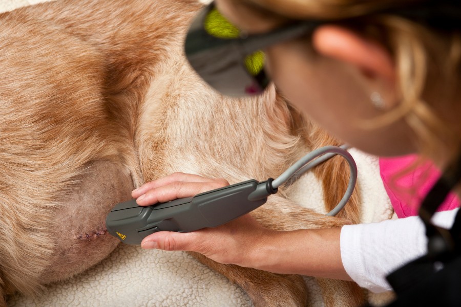 A vet examines a dog using a device