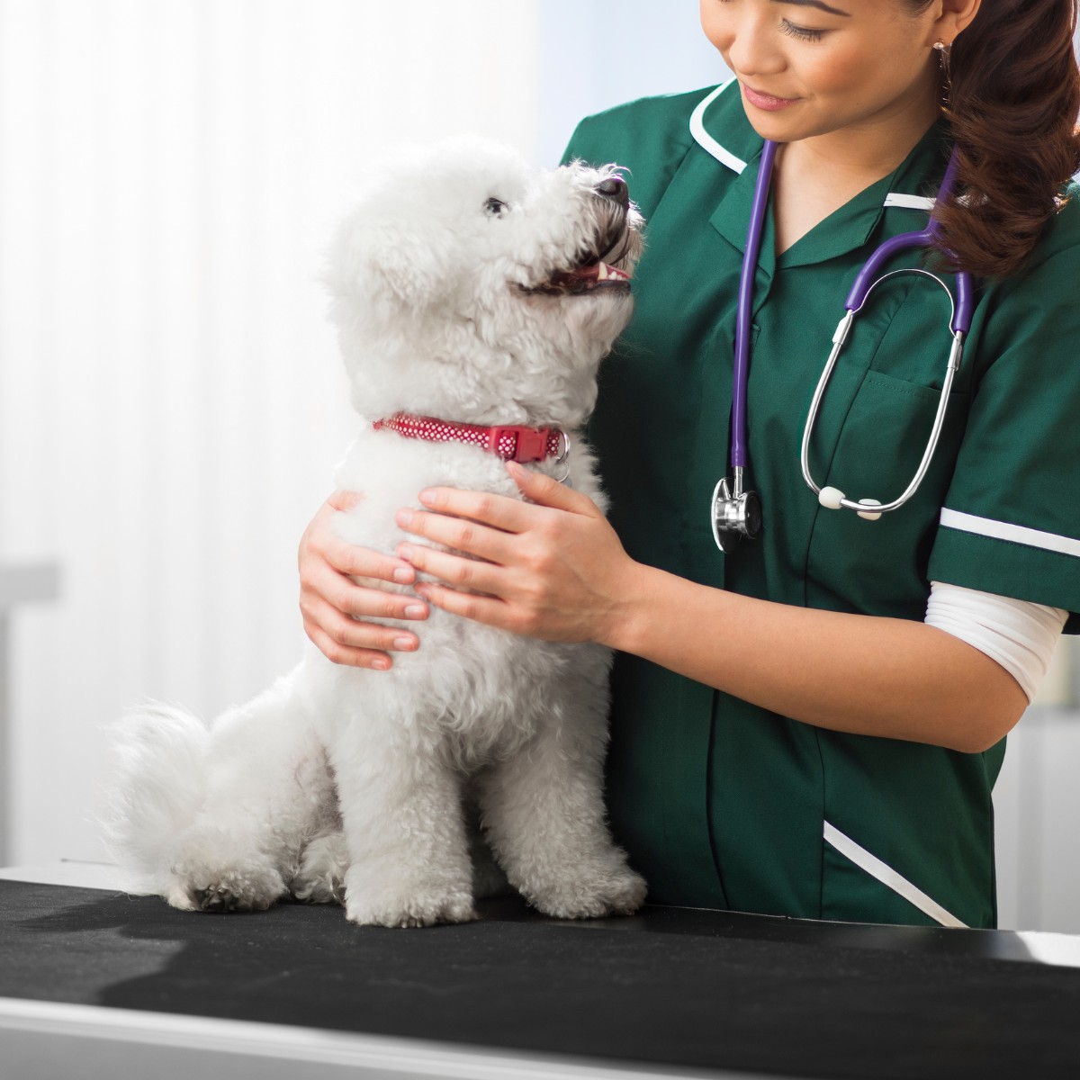 A vet stands beside a white dog