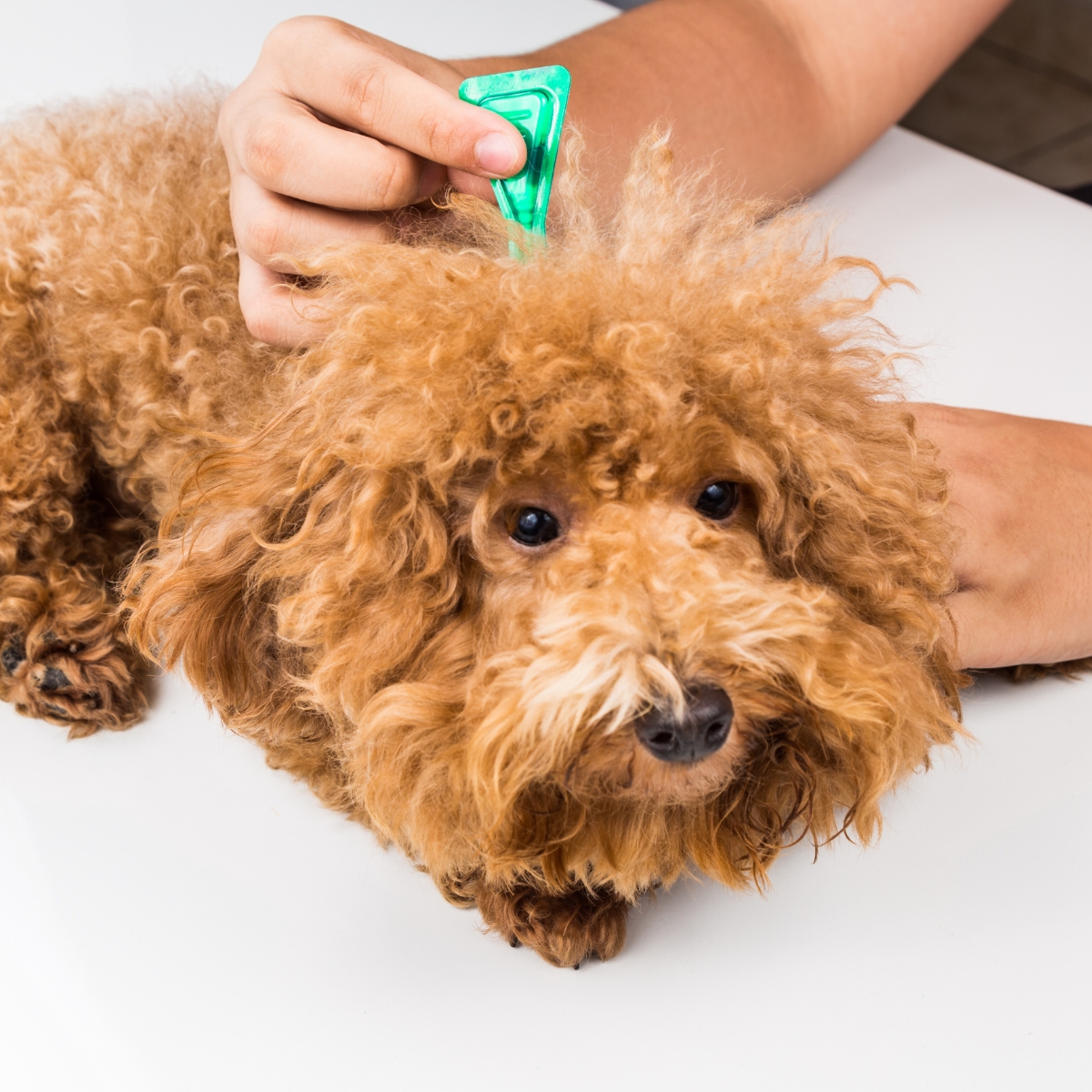 A vet applying ticks