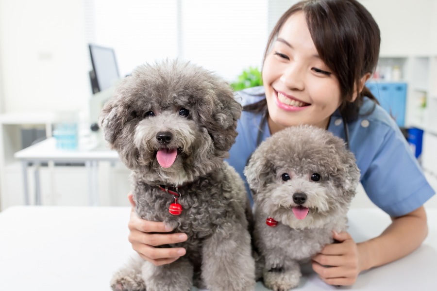 A vet in an office holds two poodle dogs