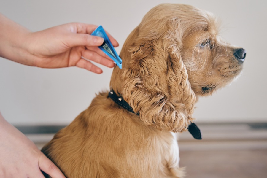 the dog is treated with a flea remedy