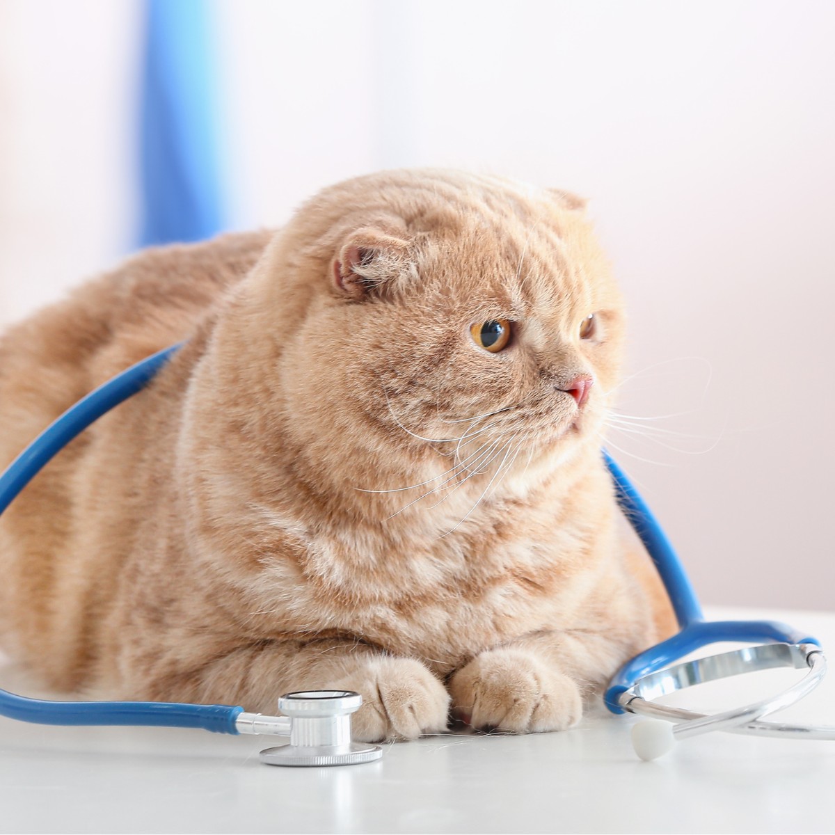 A cat wearing a stethoscope sits on a table