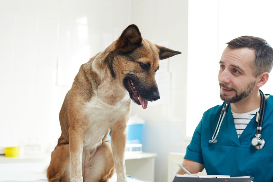 veterinarian making notes on a medical card of dog