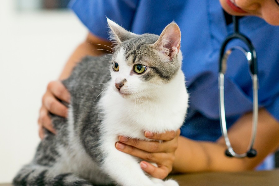 A vet gently holds a cat in her arms