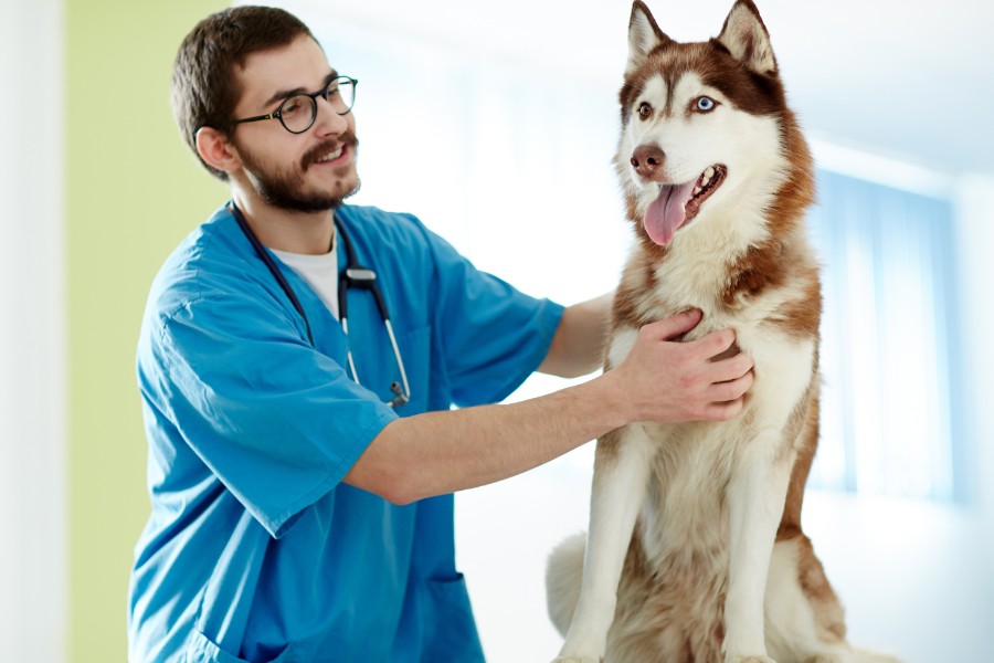 A vet in a blue shirt gently pets a husky dog