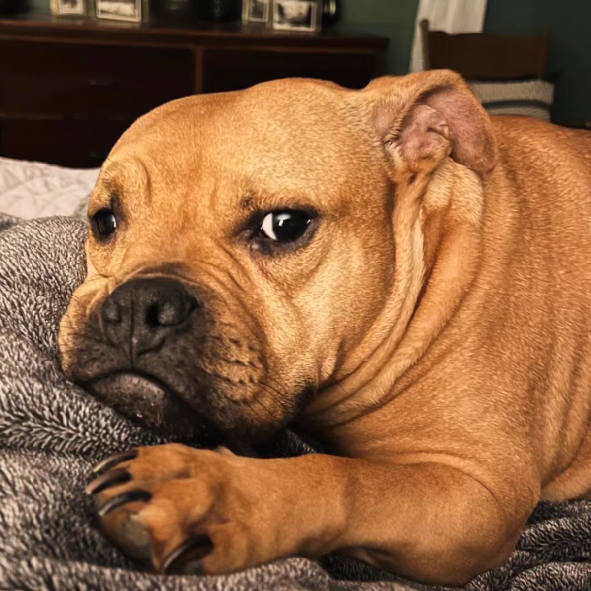 A brown dog comfortably resting on a soft bed