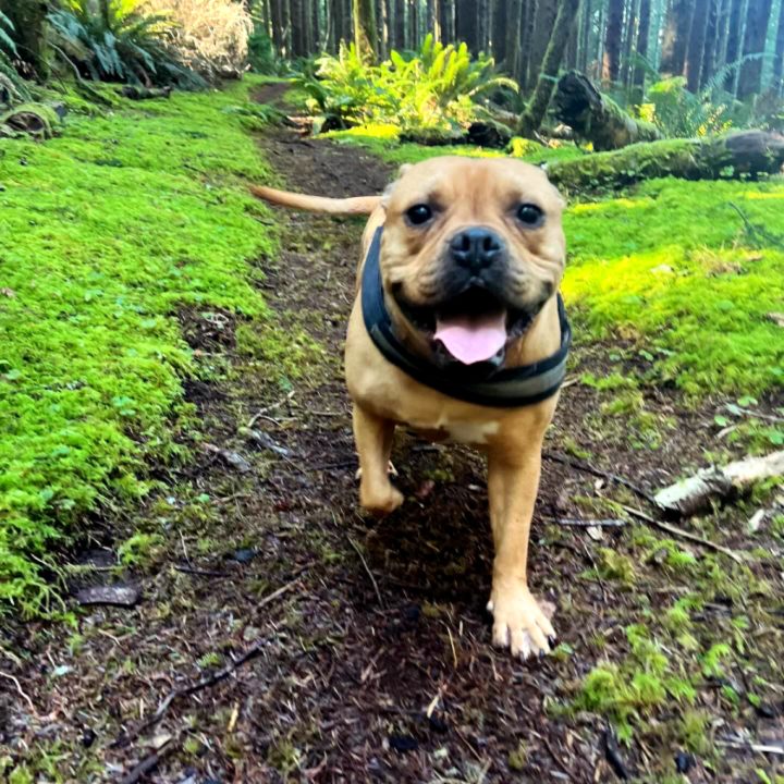 A dog joyfully running along a wooded trail