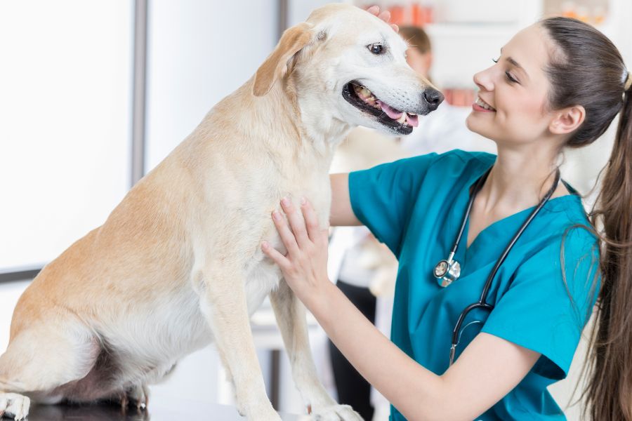 A vet wearing a blue shirt gently pets a dog