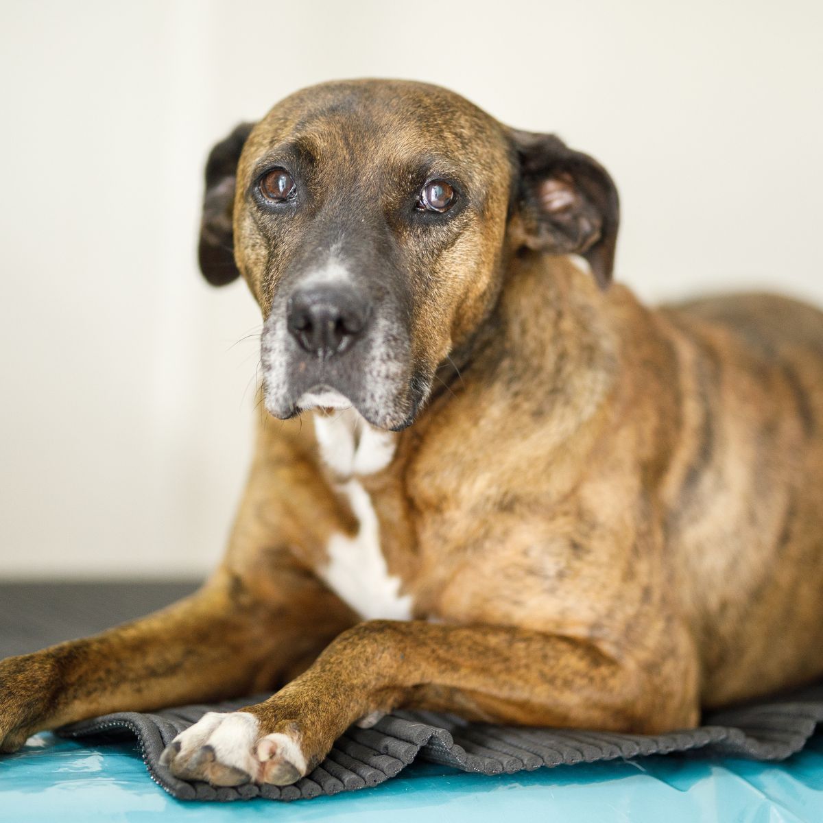 A dog resting comfortably on a soft blue blanket