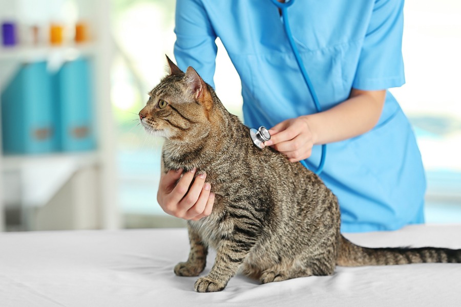 A vet checking a cat using a stethoscope