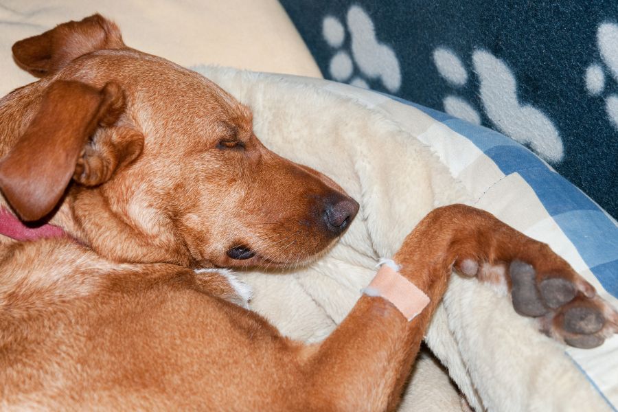 A dog laying on top of a bed next to a pillow