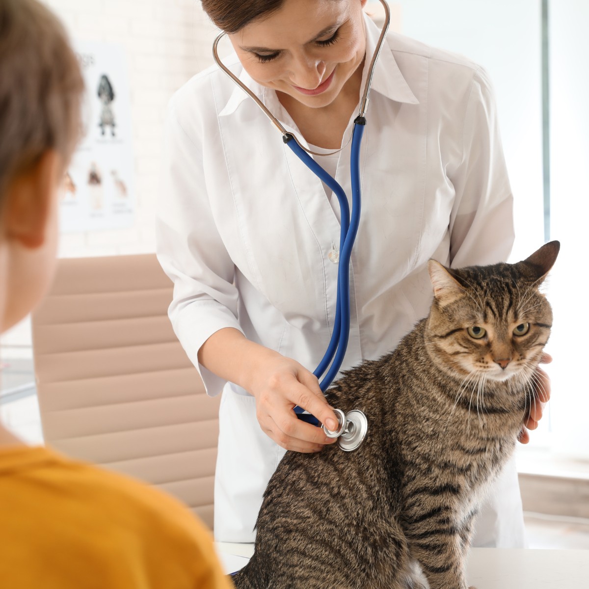 A vet uses a stethoscope to examine a cat