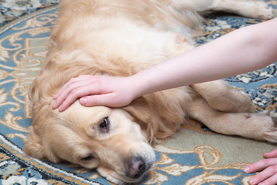 A person gently pets a sick dog resting on a soft rug