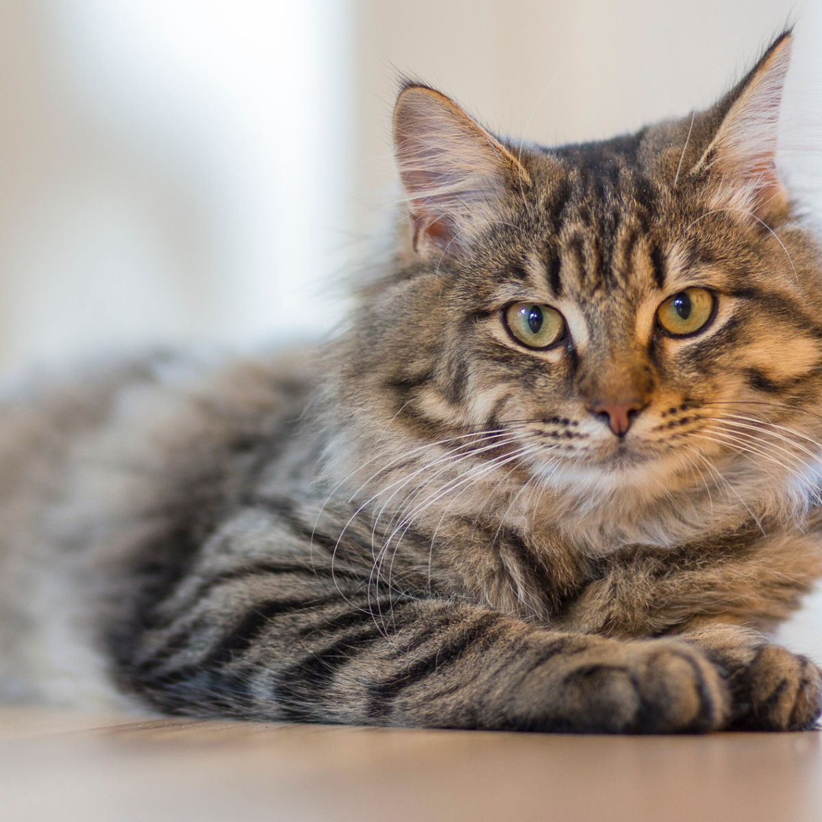 a cat lying down on the floor